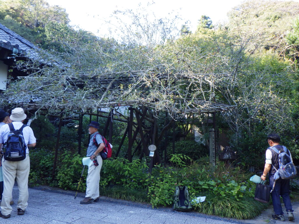 光則寺のハナカイドウ