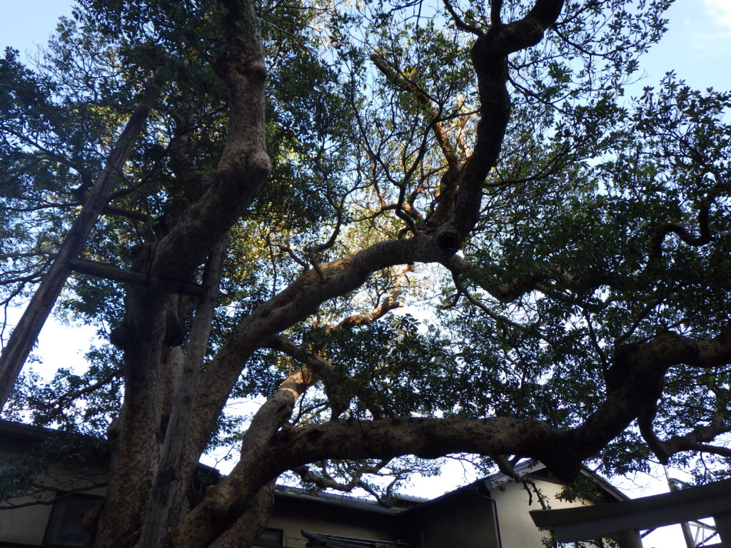 御霊神社のタブノキ