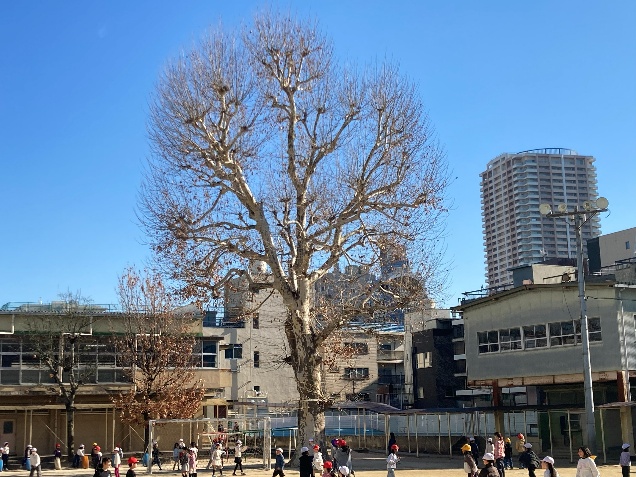 市川小学校の「プラタナス（モミジバスズカケノキ）」